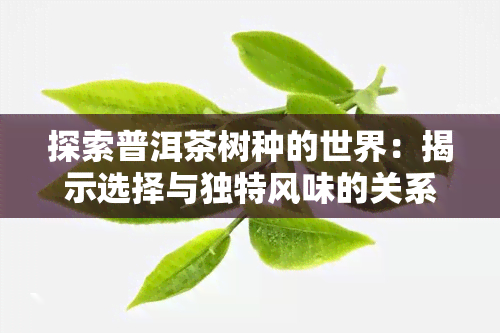 探索普洱茶树种的世界：揭示选择与独特风味的关系