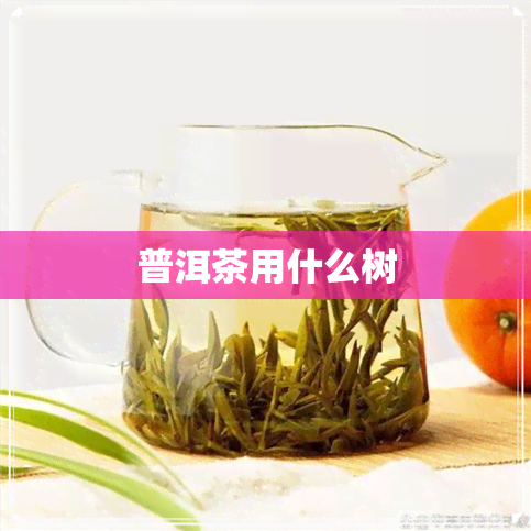 普洱茶用什么树