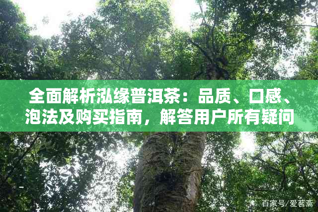 全面解析泓缘普洱茶：品质、口感、泡法及购买指南，解答用户所有疑问