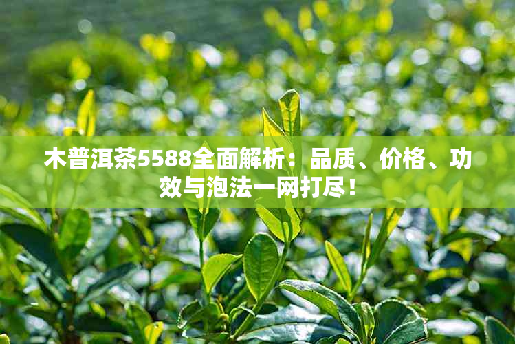 木普洱茶5588全面解析：品质、价格、功效与泡法一网打尽！