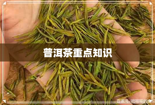 普洱茶重点知识