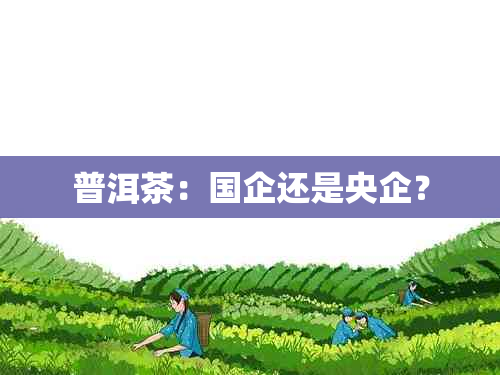 普洱茶：国企还是央企？