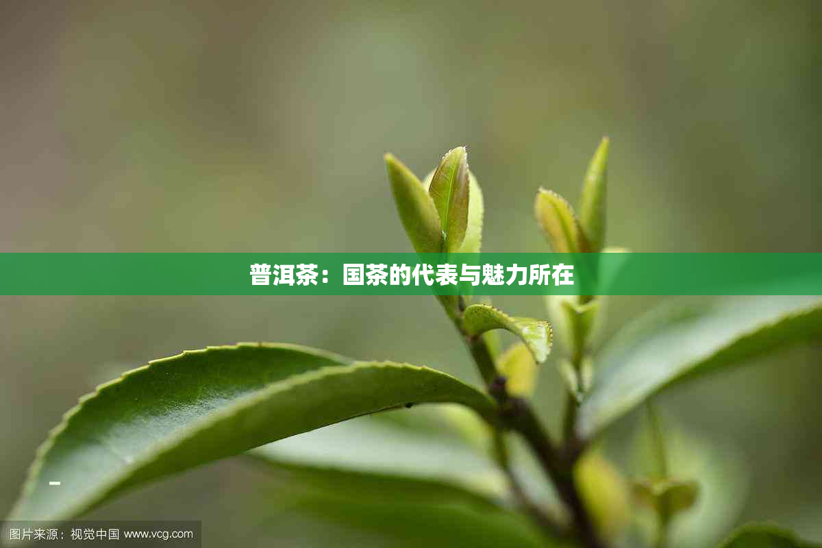 普洱茶：国茶的代表与魅力所在