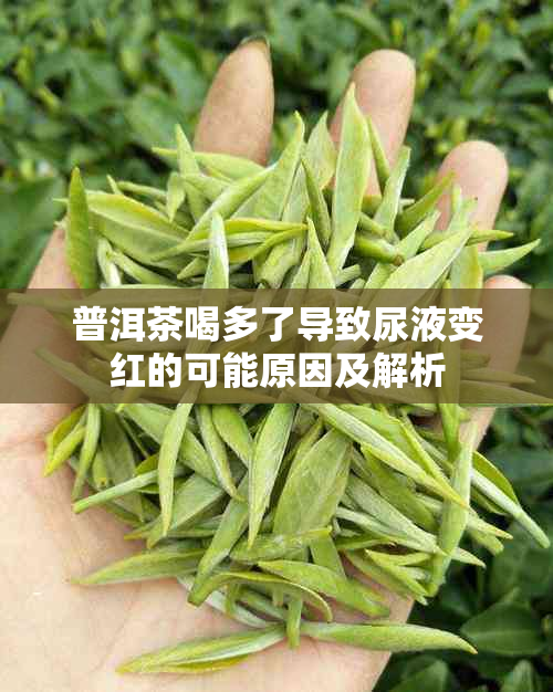 普洱茶喝多了导致尿液变红的可能原因及解析