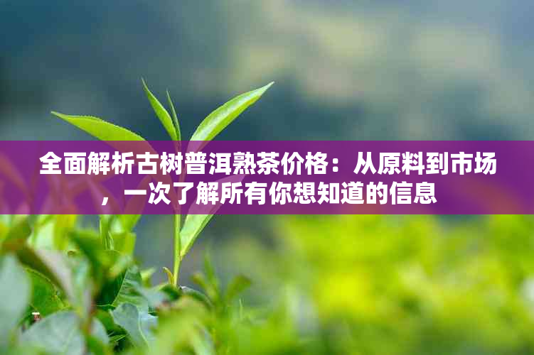 全面解析古树普洱熟茶价格：从原料到市场，一次了解所有你想知道的信息