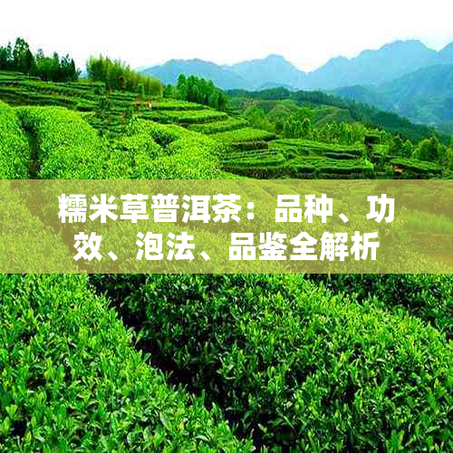 糯米草普洱茶：品种、功效、泡法、品鉴全解析