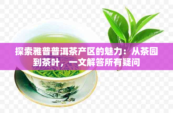 探索雅普普洱茶产区的魅力：从茶园到茶叶，一文解答所有疑问