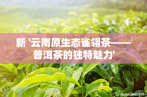 新 '云南原生态雀翎茶——普洱茶的独特魅力'