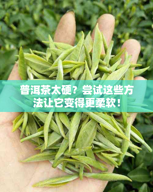 普洱茶太硬？尝试这些方法让它变得更柔软！