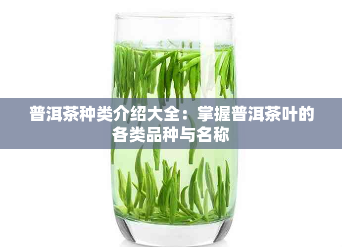 普洱茶种类介绍大全：掌握普洱茶叶的各类品种与名称