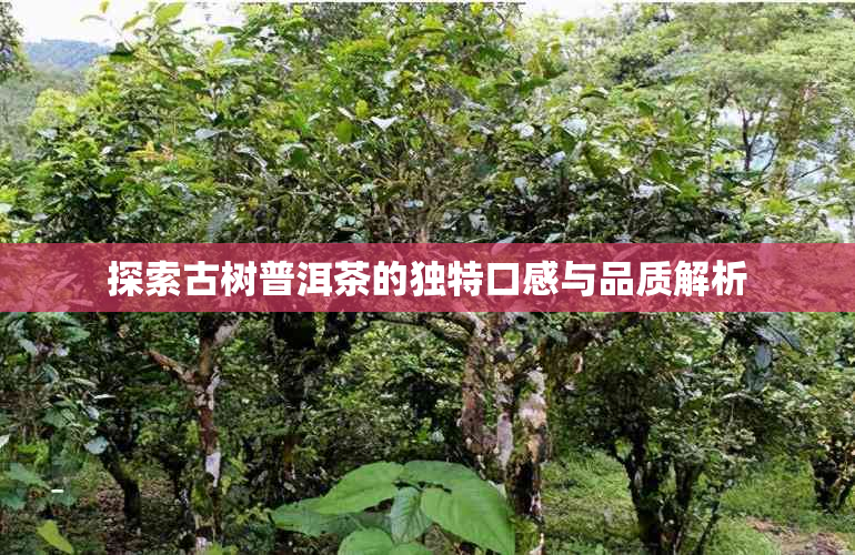 探索古树普洱茶的独特口感与品质解析