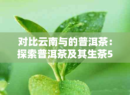 对比云南与的普洱茶：探索普洱茶及其生茶5815的特点