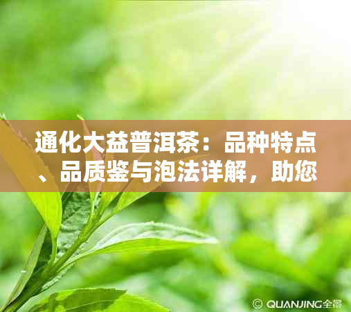 通化大益普洱茶：品种特点、品质鉴与泡法详解，助您成为普洱茶专家