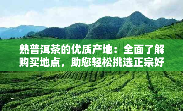 熟普洱茶的优质产地：全面了解购买地点，助您轻松挑选正宗好茶