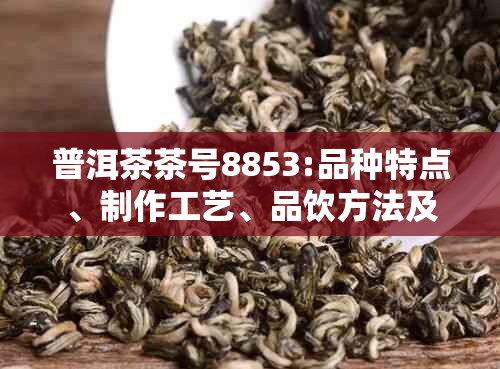 普洱茶茶号8853:品种特点、制作工艺、品饮方法及收藏价值全方位解析