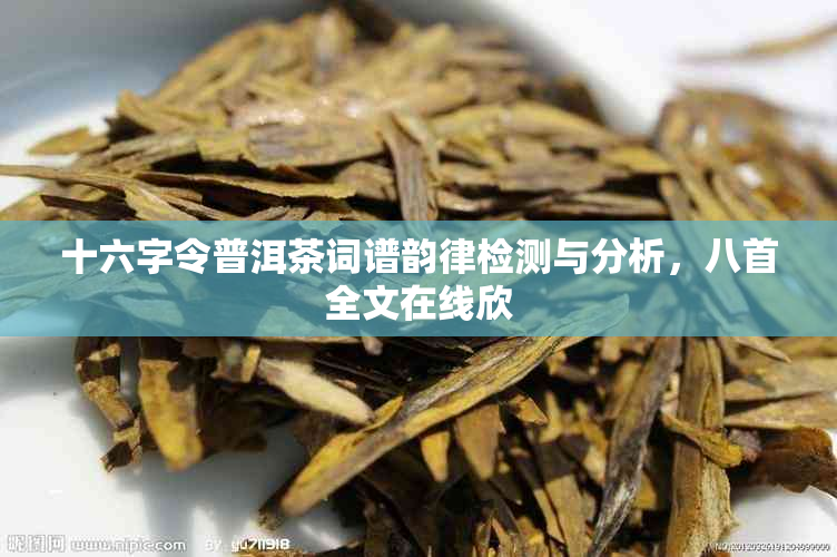 十六字令普洱茶词谱韵律检测与分析，八首全文在线欣