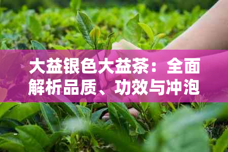 大益银色大益茶：全面解析品质、功效与冲泡方法，解答用户所有疑问