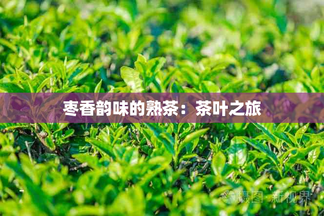 枣香韵味的熟茶：茶叶之旅