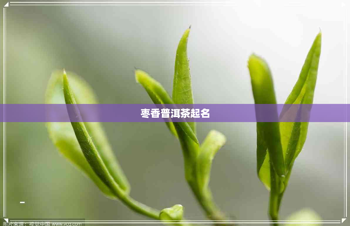 枣香普洱茶起名