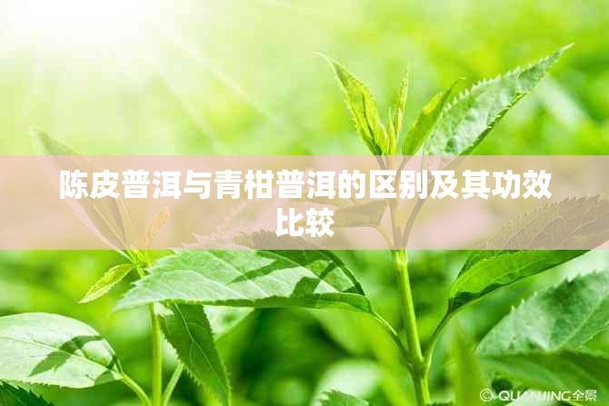 陈皮普洱与青柑普洱的区别及其功效比较