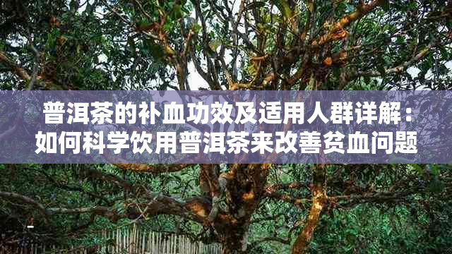 普洱茶的补血功效及适用人群详解：如何科学饮用普洱茶来改善贫血问题？