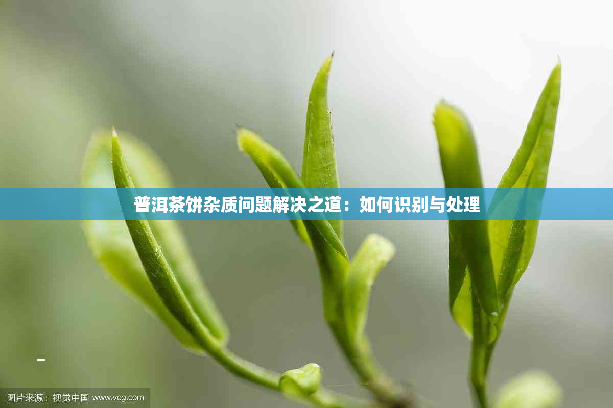 普洱茶饼杂质问题解决之道：如何识别与处理