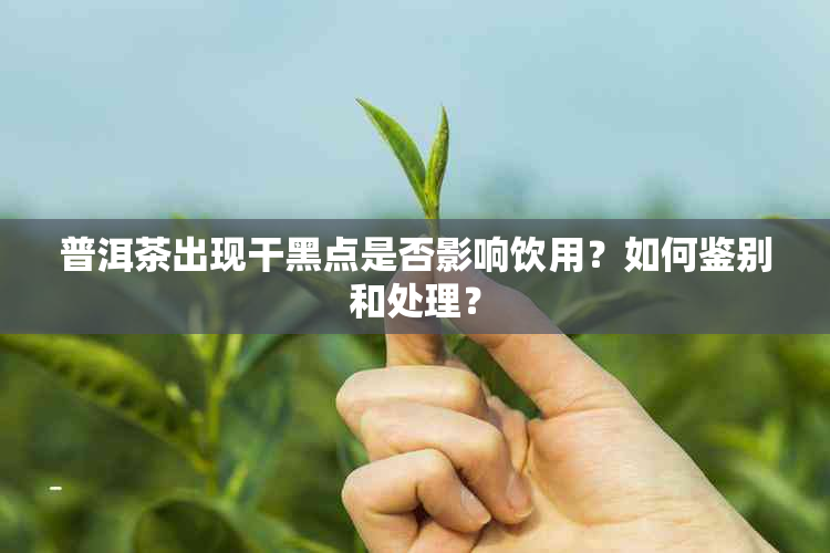 普洱茶出现干黑点是否影响饮用？如何鉴别和处理？