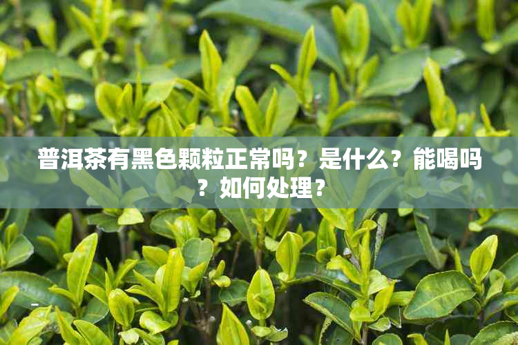 普洱茶有黑色颗粒正常吗？是什么？能喝吗？如何处理？