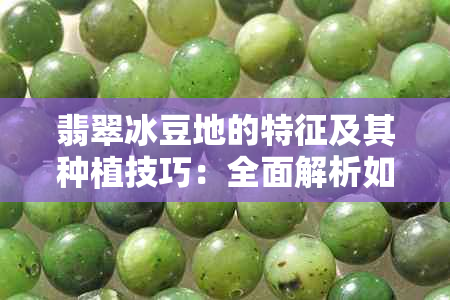 翡翠冰豆地的特征及其种植技巧：全面解析如何选择和培育这种独特植物