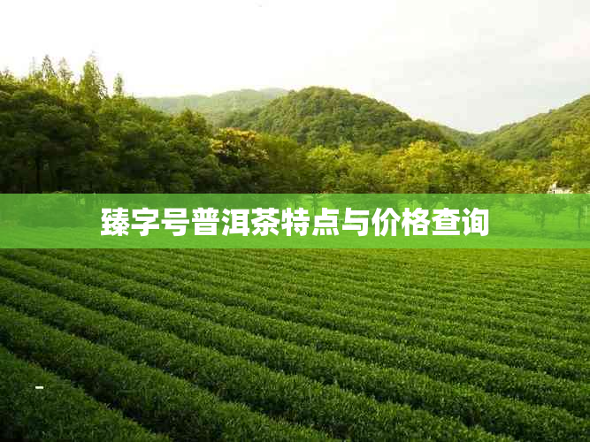 臻字号普洱茶特点与价格查询