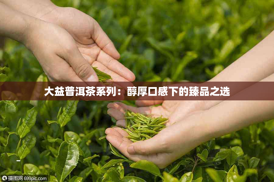 大益普洱茶系列：醇厚口感下的臻品之选