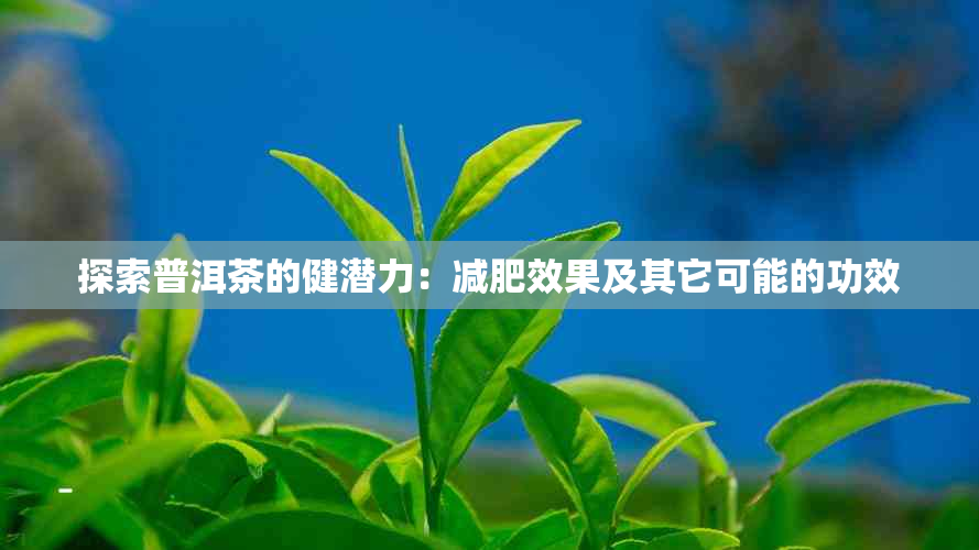 探索普洱茶的健潜力：减肥效果及其它可能的功效