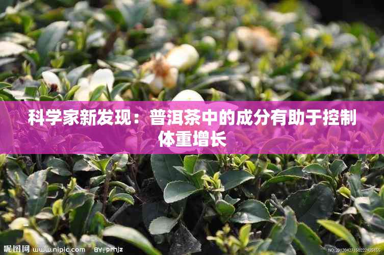 科学家新发现：普洱茶中的成分有助于控制体重增长