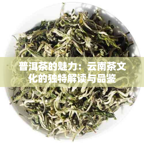 普洱茶的魅力：云南茶文化的独特解读与品鉴