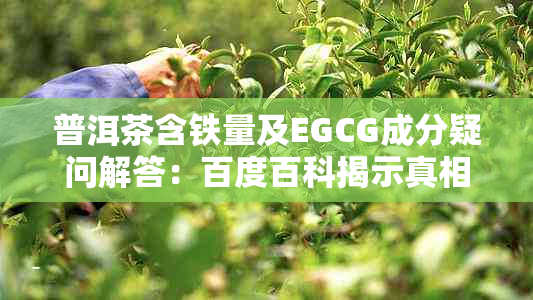 普洱茶含铁量及EGCG成分疑问解答：百度百科揭示真相。