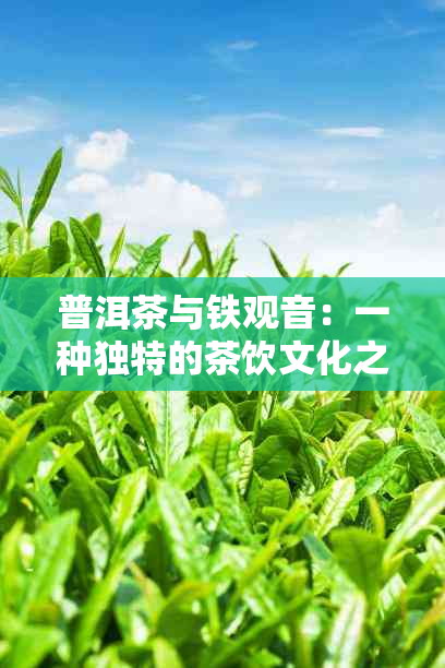 普洱茶与铁观音：一种独特的茶饮文化之旅