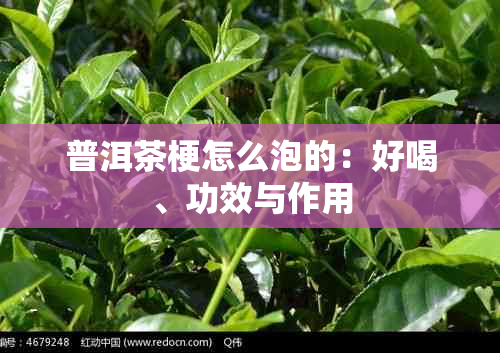 普洱茶梗怎么泡的：好喝、功效与作用