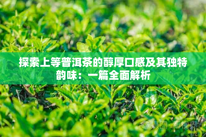 探索上等普洱茶的醇厚口感及其独特韵味：一篇全面解析