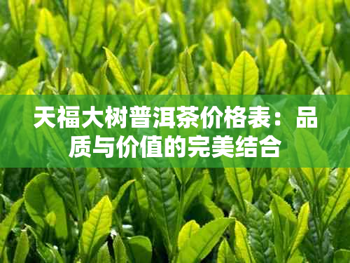 天福大树普洱茶价格表：品质与价值的完美结合