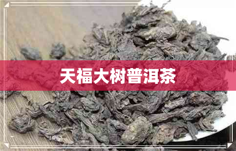 天福大树普洱茶