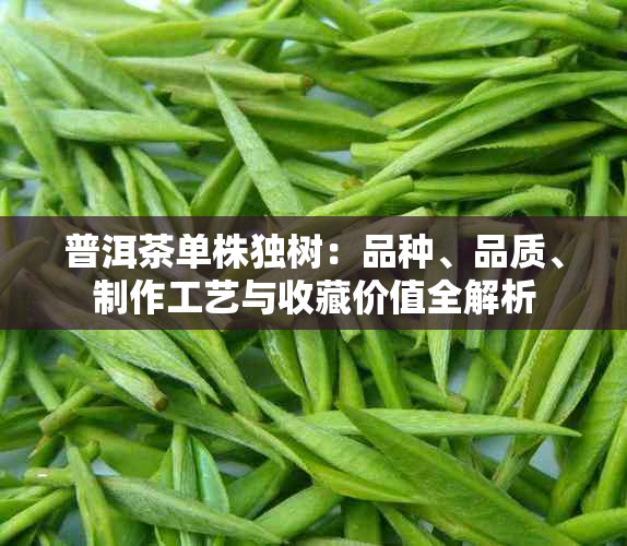 普洱茶单株独树：品种、品质、制作工艺与收藏价值全解析