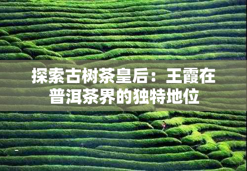 探索古树茶皇后：王霞在普洱茶界的独特地位