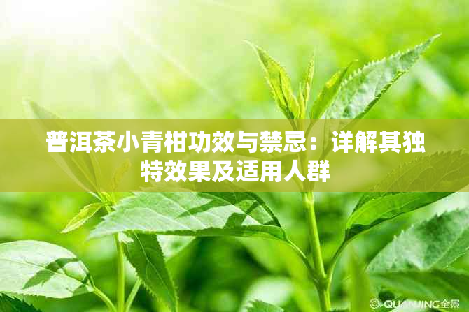 普洱茶小青柑功效与禁忌：详解其独特效果及适用人群