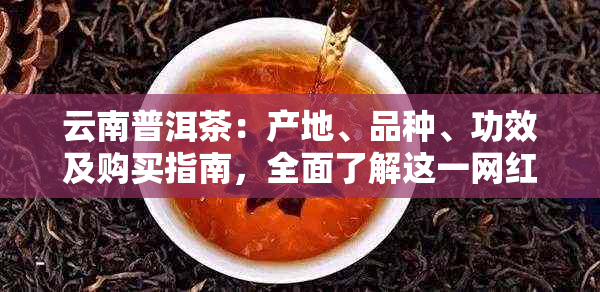 云南普洱茶：产地、品种、功效及购买指南，全面了解这一网红茶叶的一切