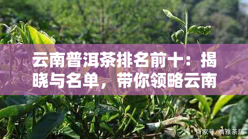 云南普洱茶排名前十：揭晓与名单，带你领略云南普洱茶界十大名品