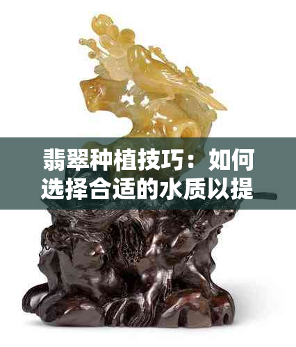 翡翠种植技巧：如何选择合适的水质以提高成功率