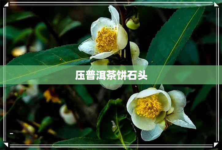 压普洱茶饼石头