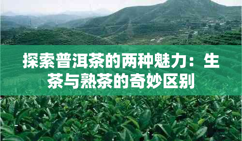 探索普洱茶的两种魅力：生茶与熟茶的奇妙区别