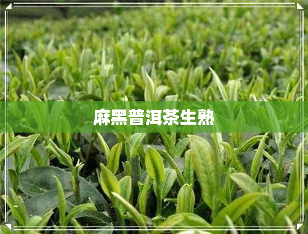 麻黑普洱茶生熟