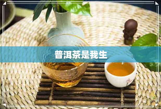 普洱茶是我生